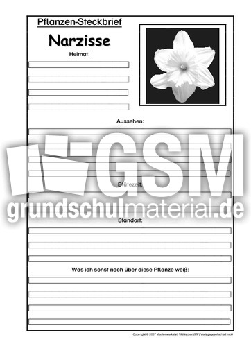 Pflanzensteckbrief-Narzisse-SW.pdf
